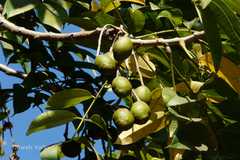 Spondias pinnata